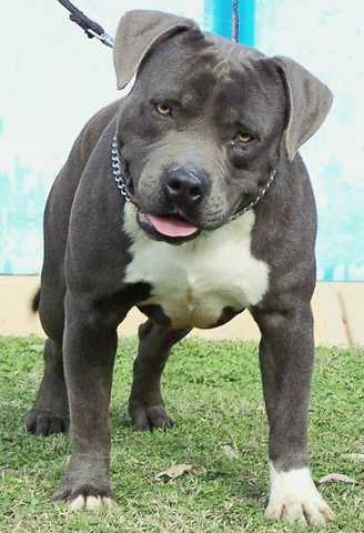 DDDawgs Skull Crusher